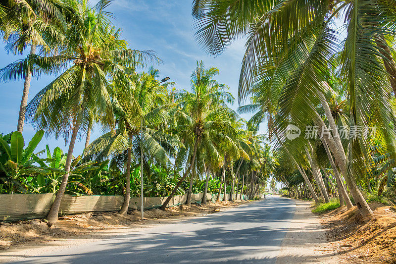 Salalah Dhofar阿曼棕榈树路